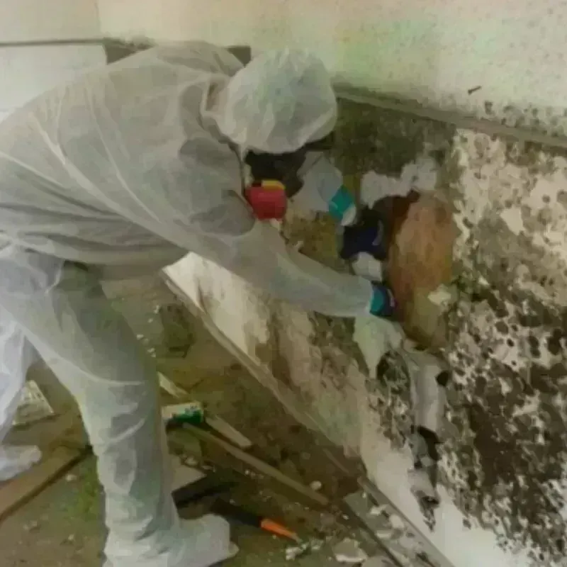 Mold Remediation and Removal in Moultrie, GA